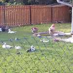 Ezerjo Oekofogado 3* Őriszentpéter