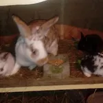 Ezerjo Oekofogado Affittacamere 3*
