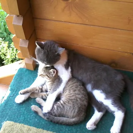 Affittacamere Ezerjo Oekofogado