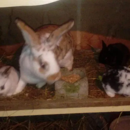 Ezerjo Oekofogado Affittacamere 3*